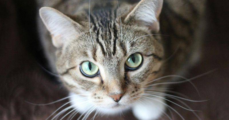 Pexels/Krysten Merriman